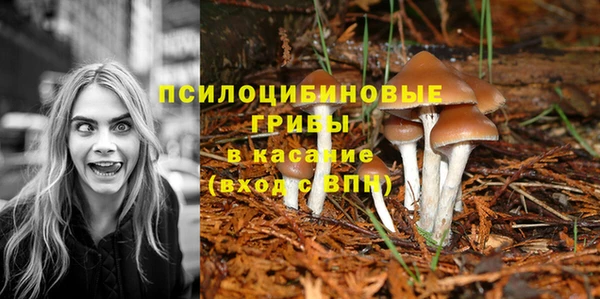apvp Аркадак