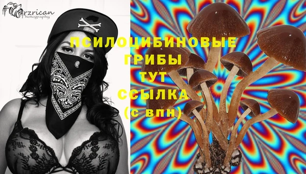 apvp Аркадак